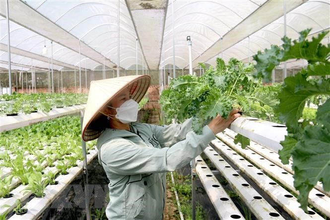 Tiếp tục đổi mới, nâng cao hiệu quả kinh tế tập thể